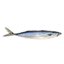 Mackerel 400/600 holland 2 KG