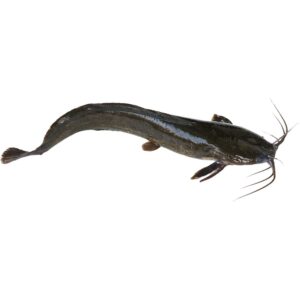 Catfish (Black Gutted) 0.8kg - 1kg